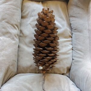 2 12 to 14 inch sugar pine cones